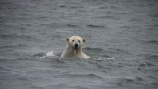 Veľké hody ľadového medveďa