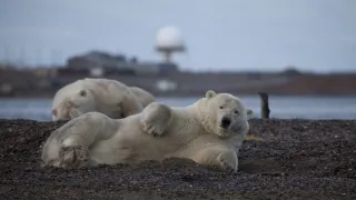 Veľké hody ľadového medveďa