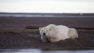 Veľké hody ľadového medveďa