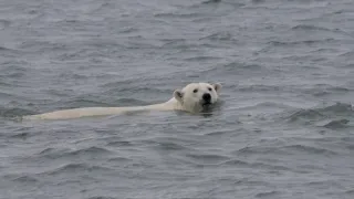 Veľké hody ľadového medveďa
