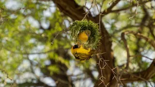 Proč je máme rádi