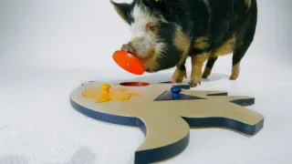 Proč je máme rádi