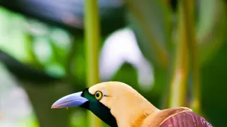 Papua-Nová Guinea, život kmenů