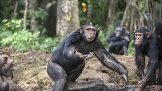Útulek pro záchranu šimpanzů Jane Goodallové (6/6)