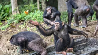 Útulek pro záchranu šimpanzů Jane Goodallové (6/6)