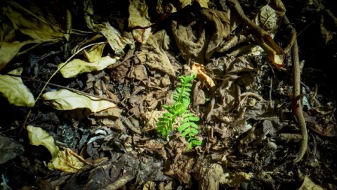 Zázračná planeta: Zelená planeta (1/5)