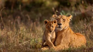 Úžasné zvieracie rodiny (6/10)