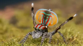 Úžasné zvieracie rodiny (6/10)