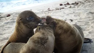 Úžasné zvieracie rodiny (6/10)