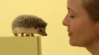 Skrytý život našich domácích mazlíčků (3/4)