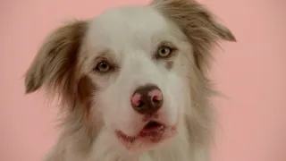 Skrytý život našich domácích mazlíčků (3/4)