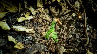 Zázračná planeta: Zelená planeta (1/5)