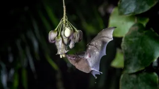 Zázračná planeta: Zelená planeta (1/5)