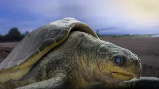 Zázračná planeta: Špioni v přírodě (1/4)