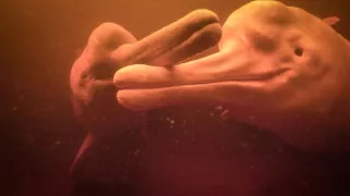 Zázračná planeta: Špioni v přírodě (1/4)