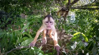 Zázračná planeta: Špioni v přírodě (1/4)