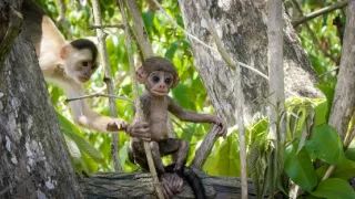 Zázračná planeta: Špioni v přírodě (1/4)