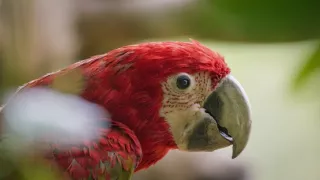 Zázračná planeta: Špioni v přírodě (1/4)