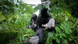 Zázračná planeta: Špioni v přírodě (1/4)