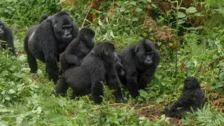 Zázračná planeta: Špioni v přírodě (1/4)
