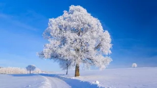 Vianoce v ríši zvierat