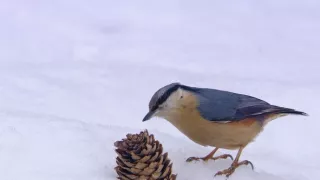 Vianoce v ríši zvierat