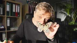 Roznese tě na kopytech