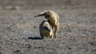 Psouni prérioví aneb Tenkrát na západě