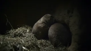 Psouni prérioví aneb Tenkrát na západě