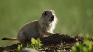 Psouni prérioví aneb Tenkrát na západě