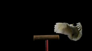 Skrytý život našich domácích mazlíčků (3/4)