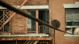 Skrytý život našich domácích mazlíčků (3/4)