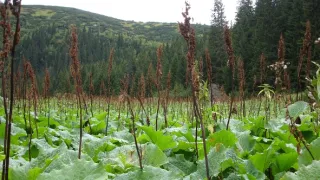 Návraty k divočině