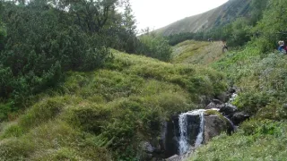 Návraty k divočině