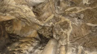 Návraty k divočině