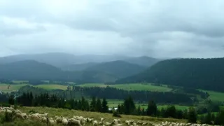 Návraty k divočině