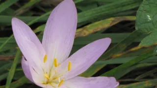 Návraty k divočině