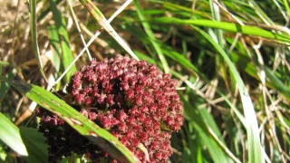 Návraty k divočině