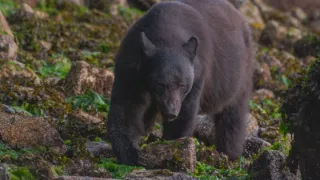 Začalo to v Yellowstonu - národní parky USA a jejich příroda