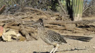 Začalo to v Yellowstonu - národní parky USA a jejich příroda