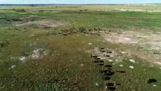 Psouni prérioví aneb Tenkrát na západě