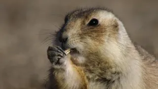 Psouni prérioví aneb Tenkrát na západě