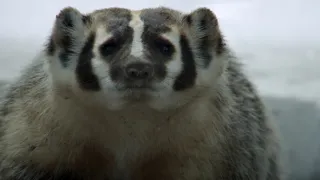 Psouni prérioví aneb Tenkrát na západě