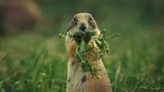 Psouni prérioví aneb Tenkrát na západě