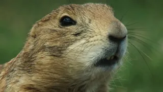 Psouni prérioví aneb Tenkrát na západě