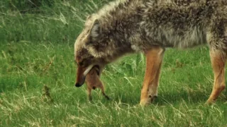 Psouni prérioví aneb Tenkrát na západě