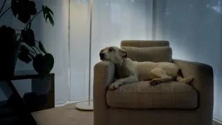 Skrytý život našich domácích mazlíčků (3/4)