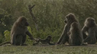 Samce verzus samice (2/3)