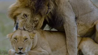 Samce verzus samice (2/3)