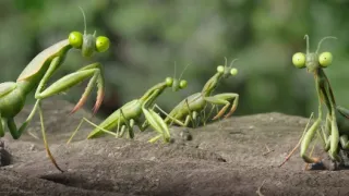 Chrobáčikovia 2: Ďaleko od domova